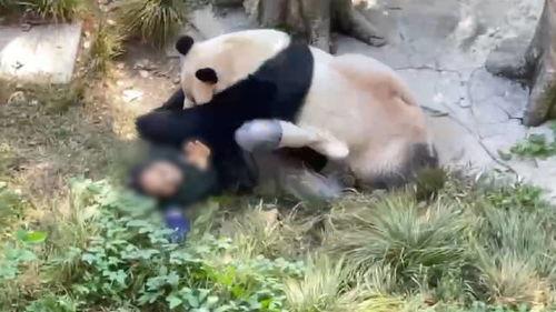 重庆动物园爆料新闻视频,神秘动物亮相,揭秘背后故事  第2张 重庆动物园爆料新闻视频,神秘动物亮相,揭秘背后故事  第2张