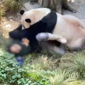 重庆动物园爆料新闻视频,神秘动物亮相,揭秘背后故事  第3张 重庆动物园爆料新闻视频,神秘动物亮相,揭秘背后故事  第3张