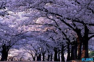 樱花校园最新皮肤爆料,浪漫绽放,青春校园风来袭  第3张 樱花校园最新皮肤爆料,浪漫绽放,青春校园风来袭  第3张