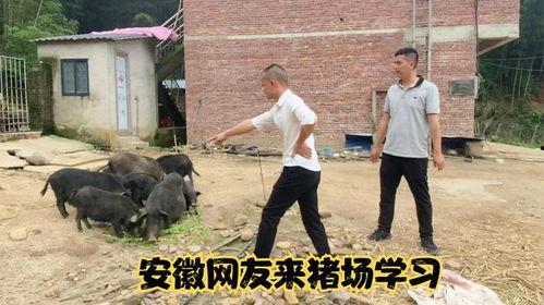 网友爆料猪场事件视频  第2张 网友爆料猪场事件视频  第2张
