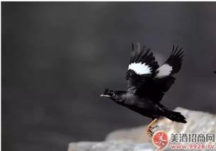 策划八哥爆料视频大全,视频大全背后的精彩故事  第2张 策划八哥爆料视频大全,视频大全背后的精彩故事  第2张